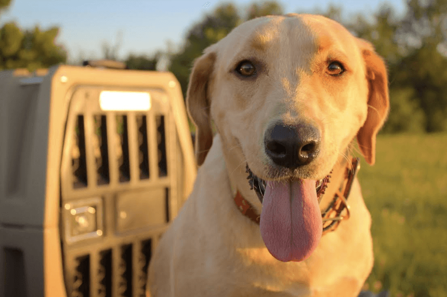 Rescued Pup: A Memphis Human Society Story