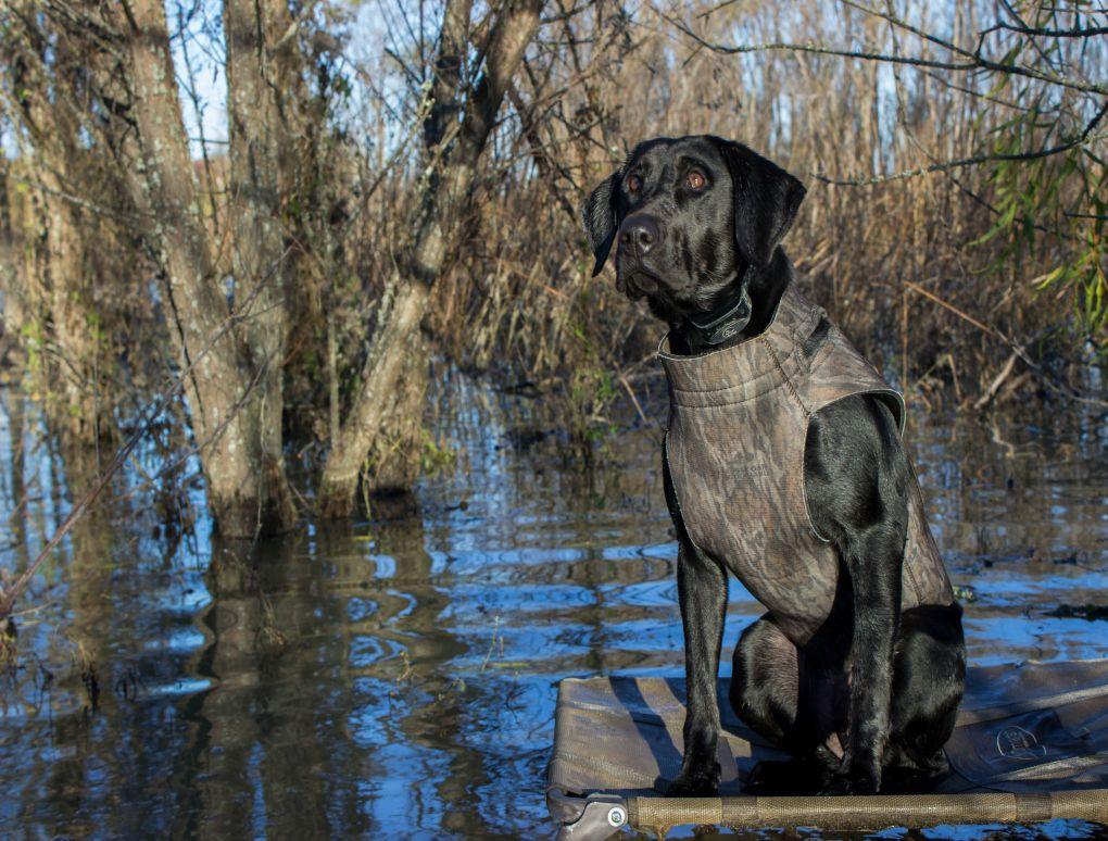 What I’ve Learned: A Year Of Owning A Gunner Kennel