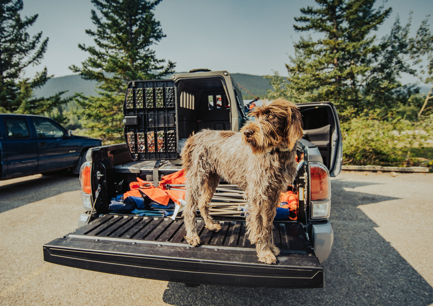 How Every Color Kennel Fares in the Summer Heat