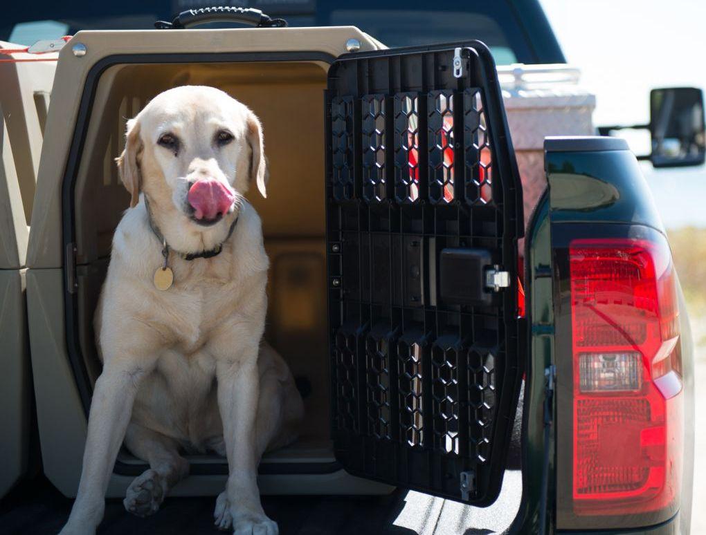 Why Are Dog Kennel Ventilation Systems Important?