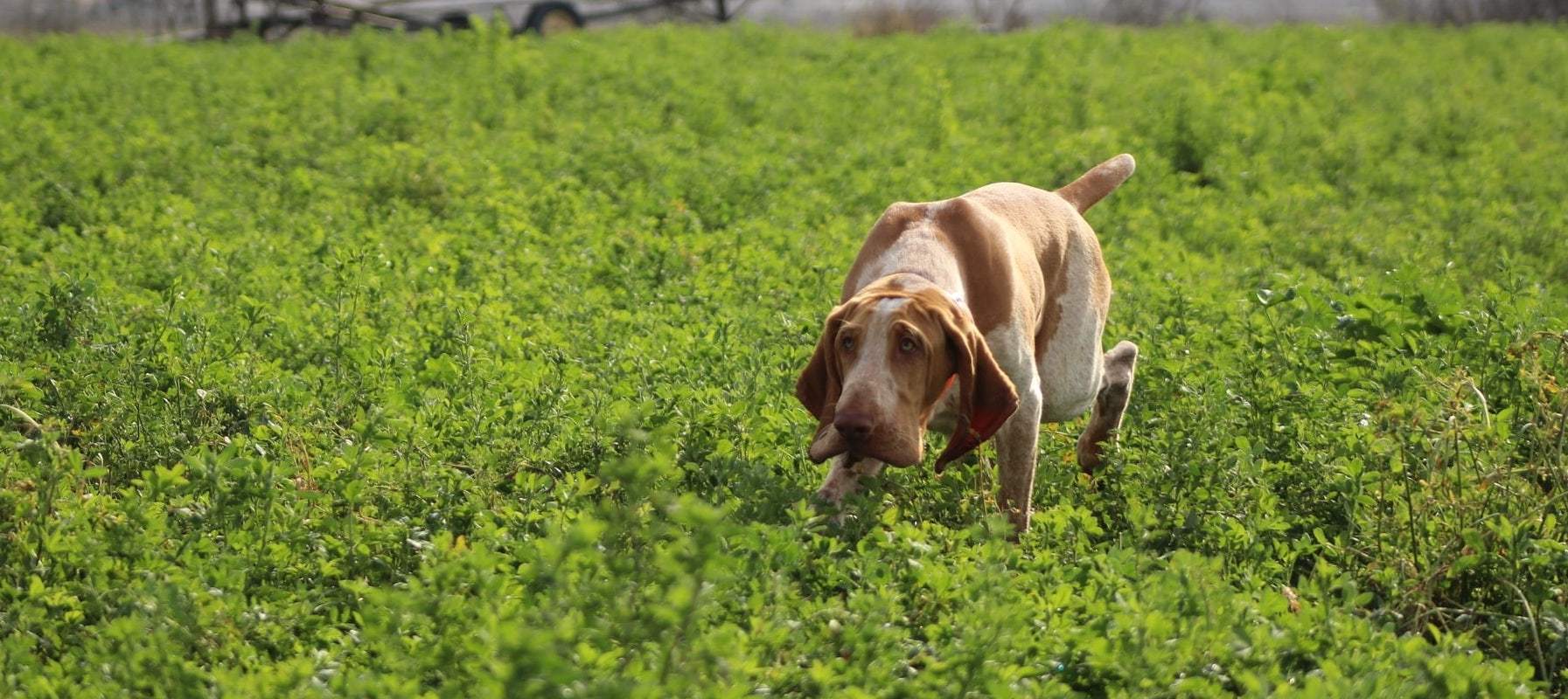 How Gunner Kennels Large Dog Crate Saved Diesel