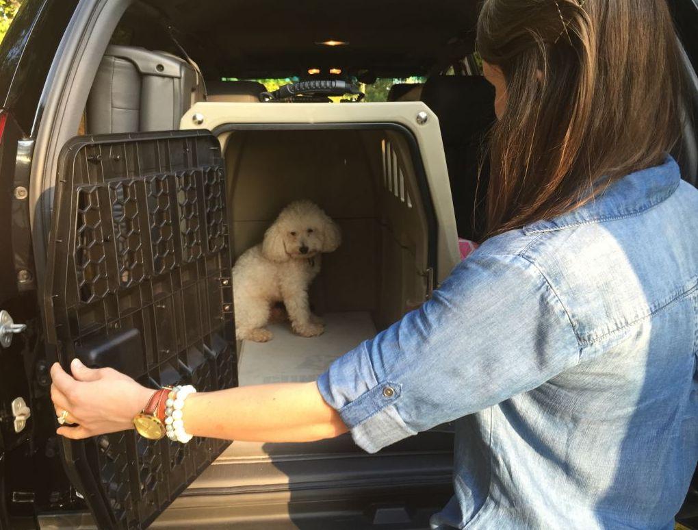 How To Cure Dog Crate Anxiety