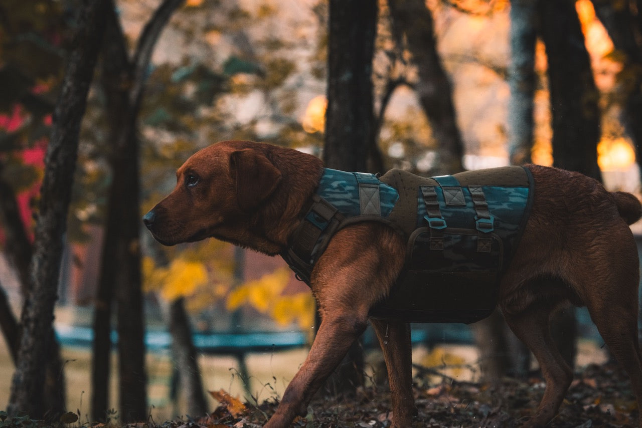 Ask Addison: Waterfowl Vest Q&A