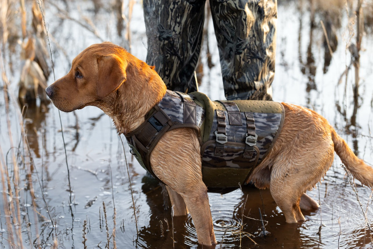 Red British Labrador Retriever standing in water next to waterfowl hunter. Dog is wearing the GUNNER Waterfowl Vest in Bottomland, looking out for ducks.