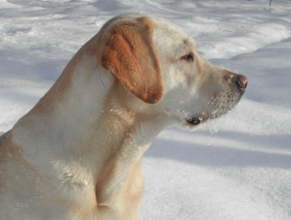 Winter Training for Hunting Dogs