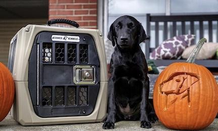 How to Keep Your Dog Safe On Halloween