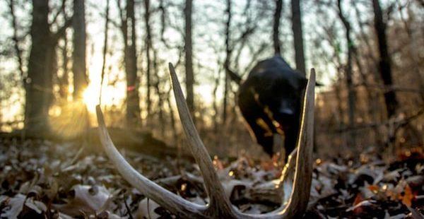 Training Your Dog to Shed Hunt: Everything You Need to Know