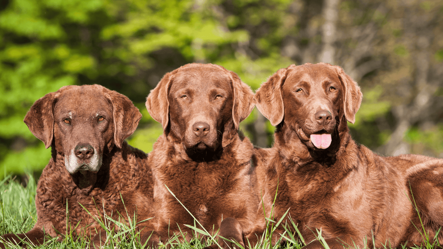 Three Chesapeake Bay Retrievers laying in the grass.