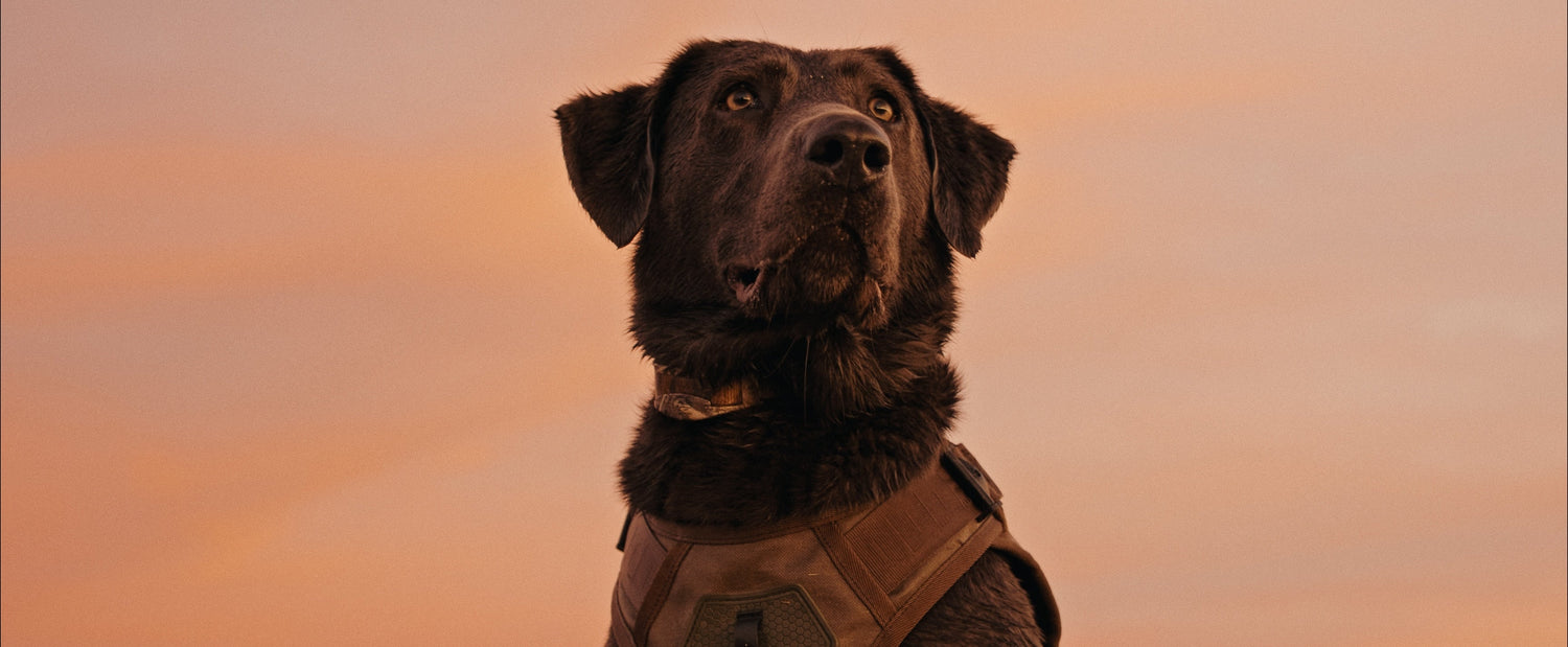 Labrador retriever wearing a GUNNER dog vest during a waterfowl hunt