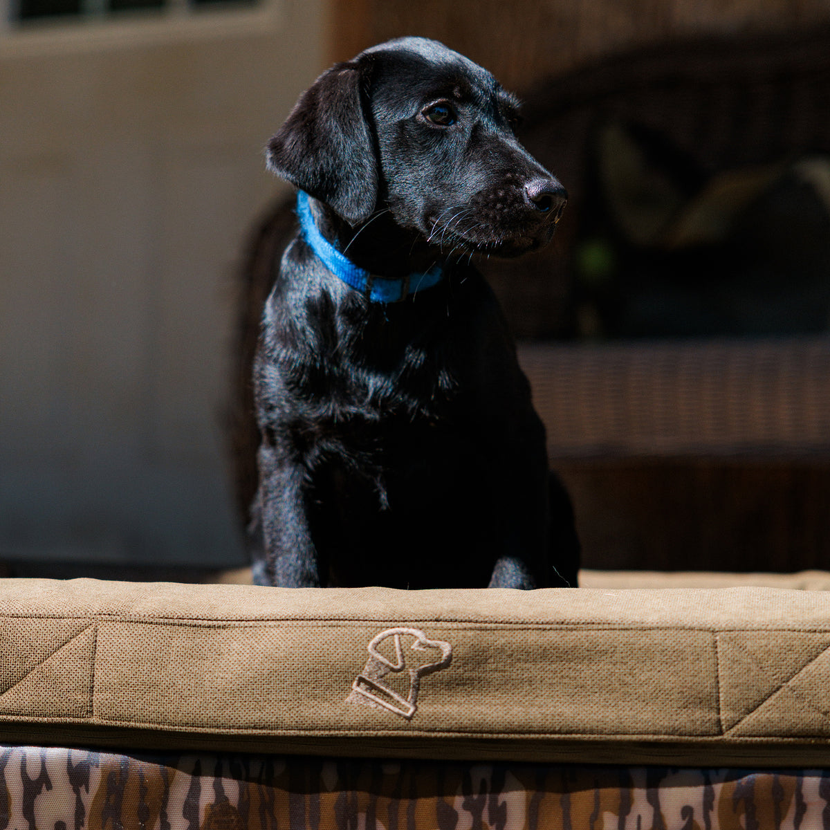 A black puppy with a blue collar sits on the GUNNER CAMP BED, a durable tan dog bed featuring a stitched dog outline, which contrasts with the blurred outdoor furniture in the background.