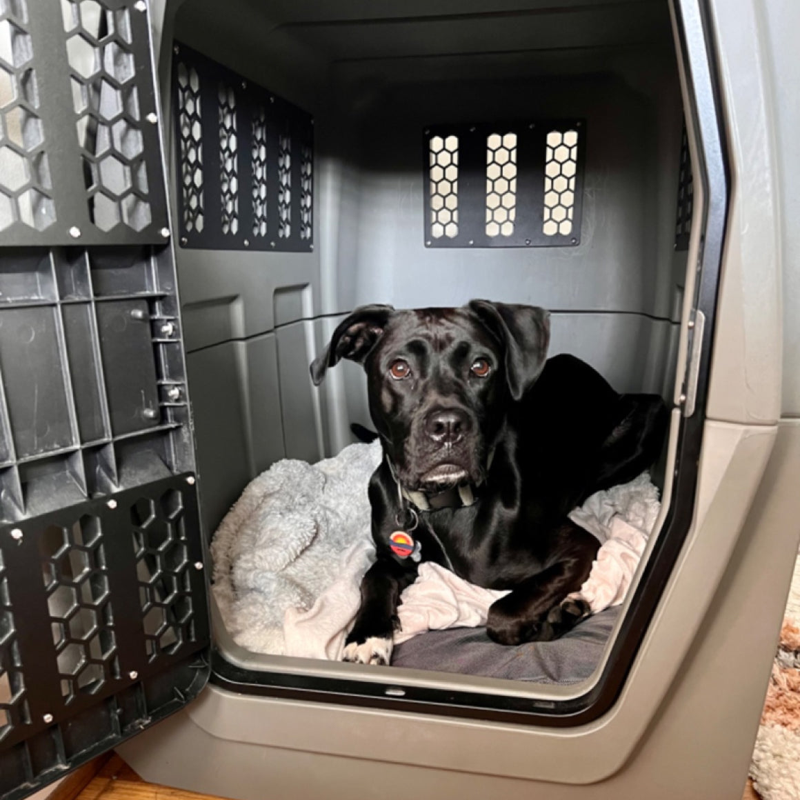 Shops 700 dog crate