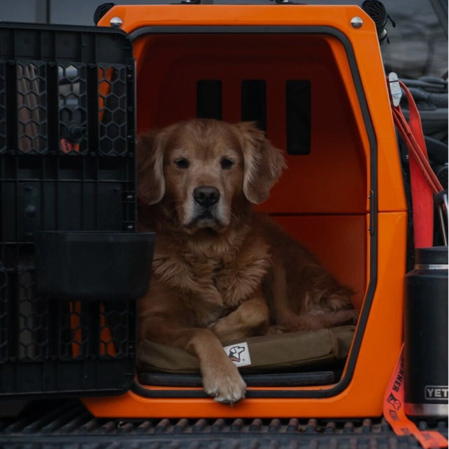 A golden retriever sits inside a bright orange, double-walled G1™ KENNEL - BLAZE ORANGE.