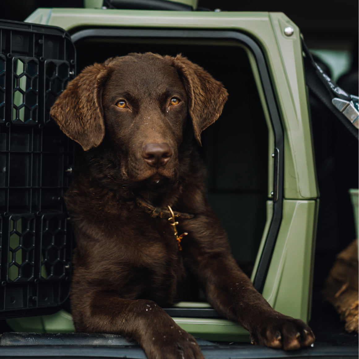 A chocolate brown dog with golden eyes lounges alertly in the open doorway of a GUNNER G1™ KENNEL - GUNNER GREEN, its front paws outside the double-walled crate and a collar with tags around its neck.