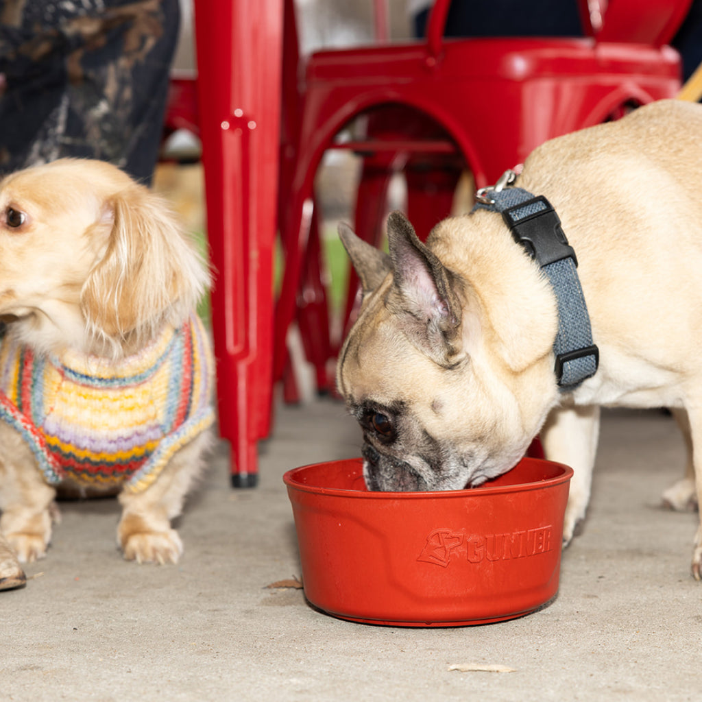 A small tan dog in a sweater sits beside a light brown French Bulldog drinking from the red GUNNER DOG BOWL by GUNNER, on a concrete floor with red chairs and legs in the background.