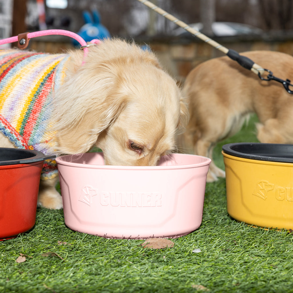 A light brown dog in a colorful sweater drinks from the GUNNER DOG BOWL - Pink by GUNNER on green grass, with limited edition red and yellow bowls nearby. Another dog is partly visible in the background.