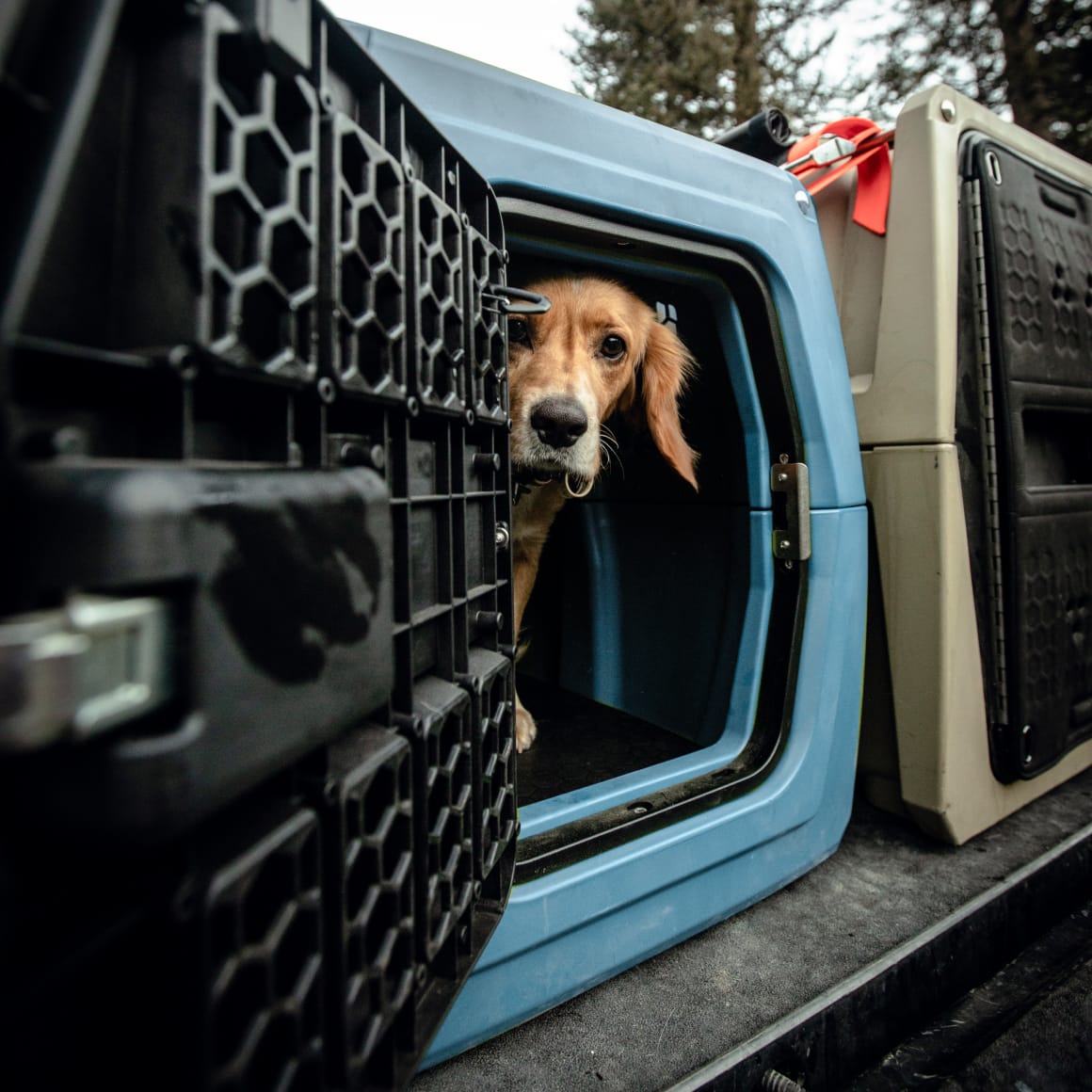 Dog fashion crates and kennels