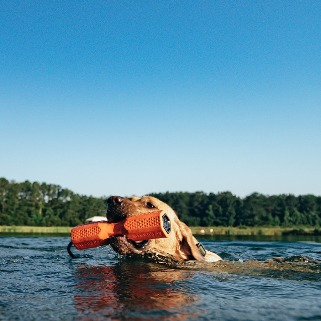 A brown dog swims in a lake, holding an orange toy in its mouth, enjoying the fresh air with outdoor gear nearby, trees and blue sky in the background.