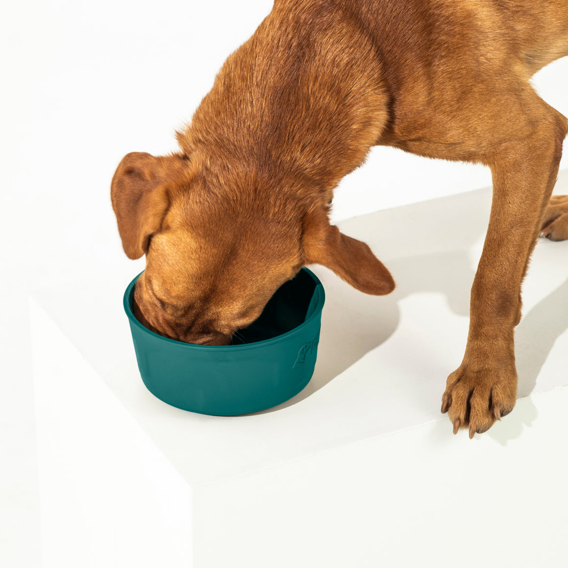 GUNNER DOG BOWL - Teal