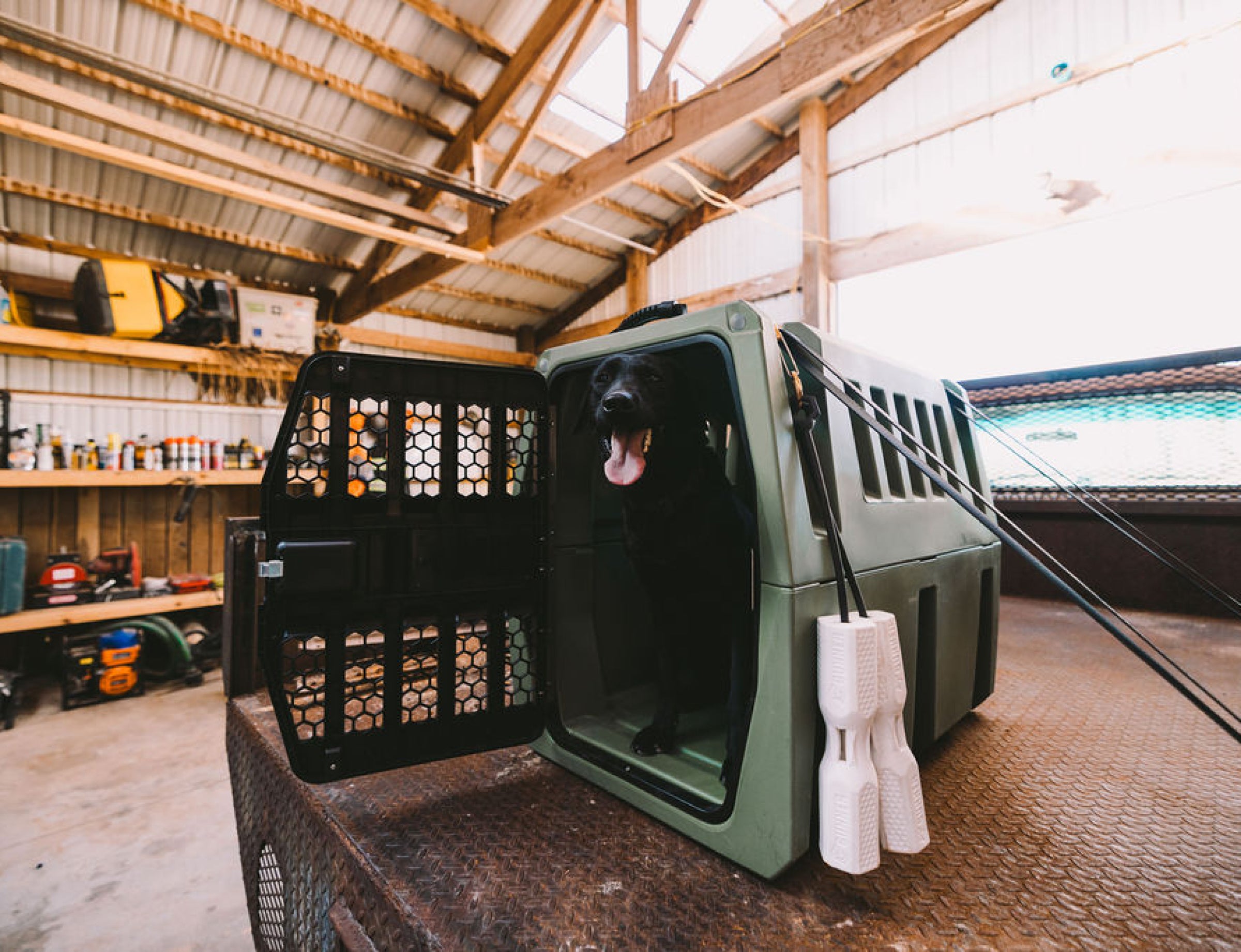 A black dog sits inside a GUNNER G1™ KENNEL - GUNNER GREEN on the back of a truck in a workshop. Shelves and tools line the background, with two white training bumpers hanging from the kennel.