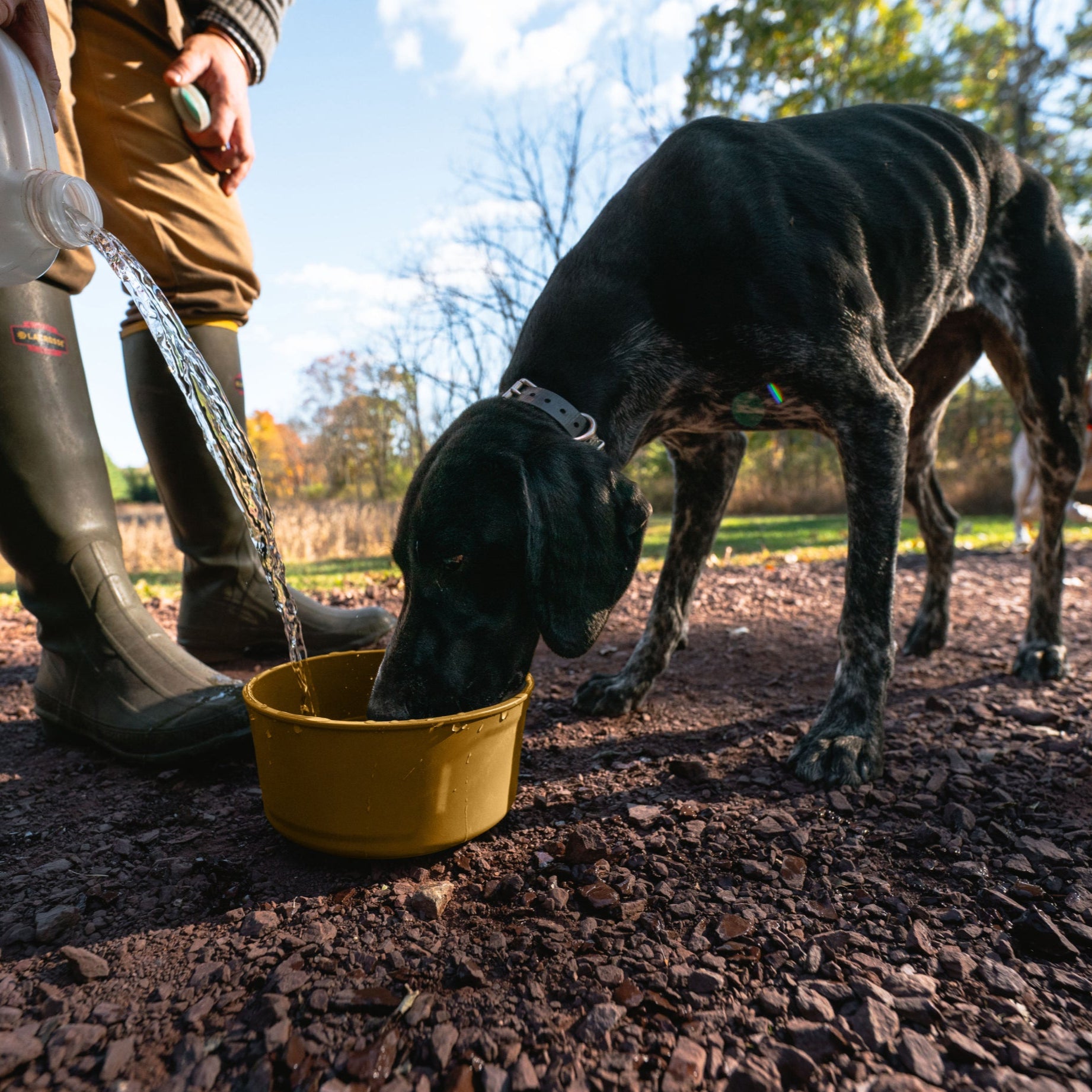 GUNNER DOG BOWL - Marigold