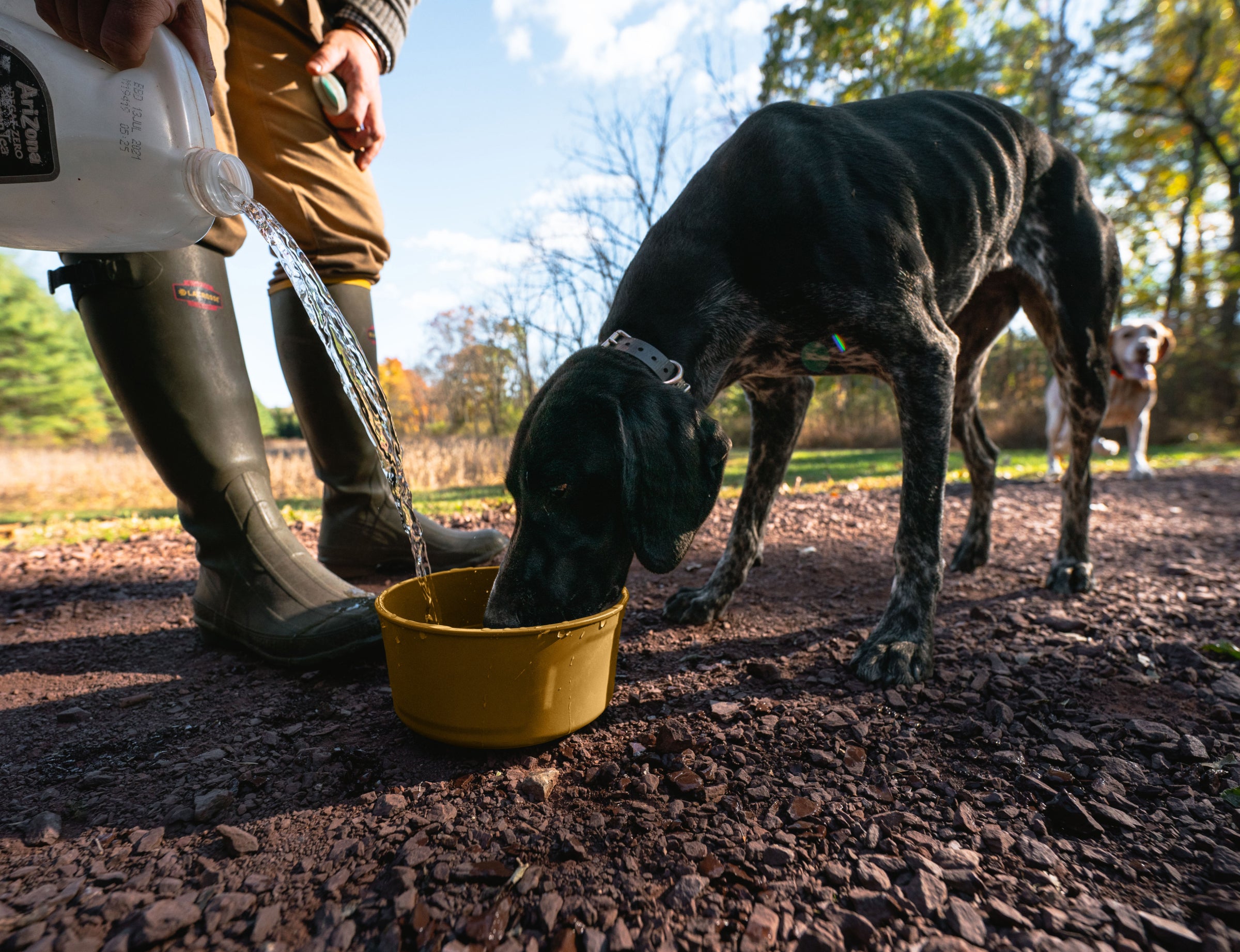 GUNNER DOG BOWL - Marigold