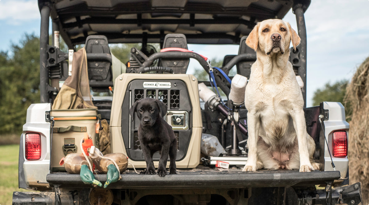 Gunners Up Dog Ramp GUNNER Dog Crate | Crash Tested Travel | GUNNER Kennels