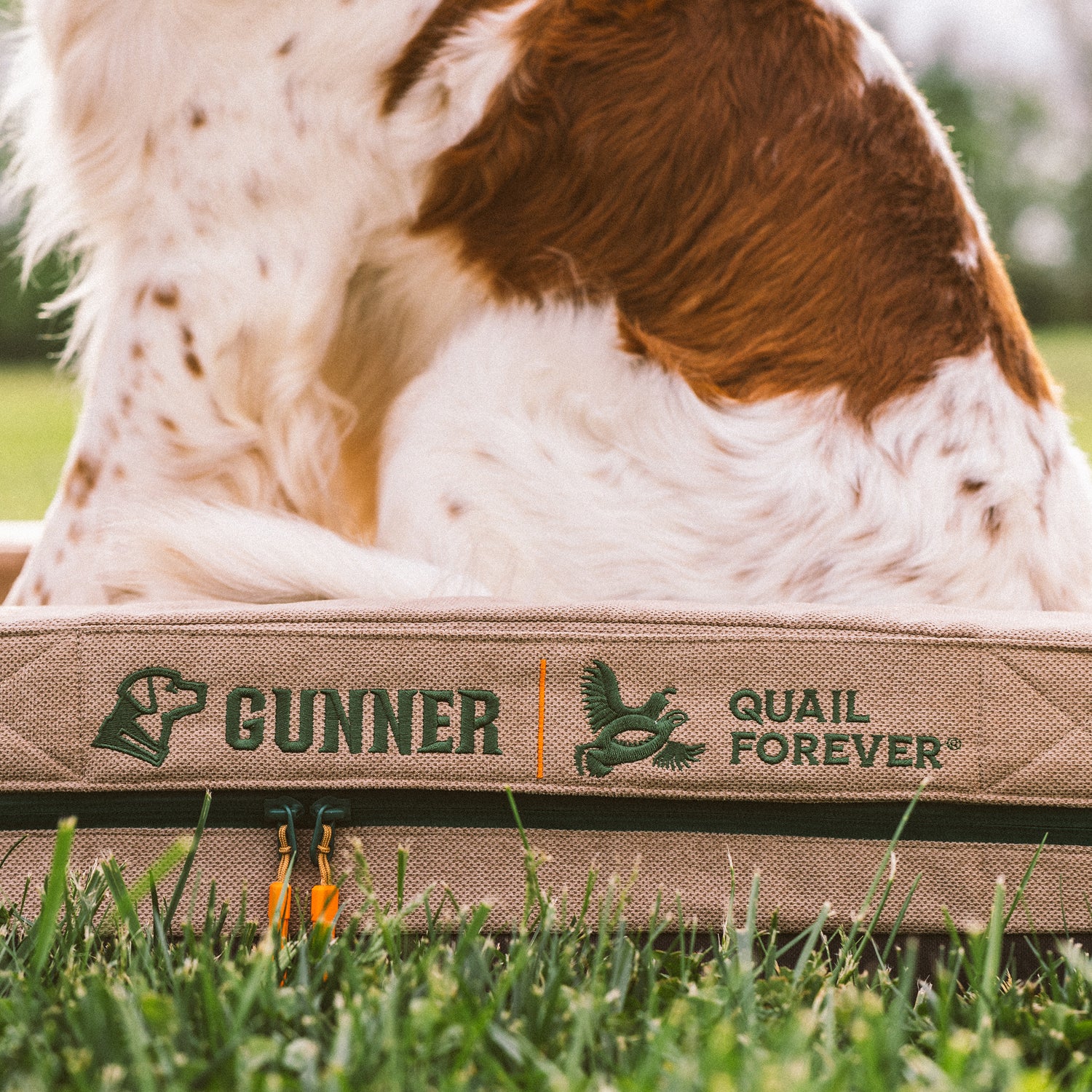 A brown and white dog sits on the GUNNER HOMESTEAD DOG BED Quail Tan outdoors, featuring GUNNER and Quail Forever logos. The durable bed rests on grass with blurred greenery in the background.