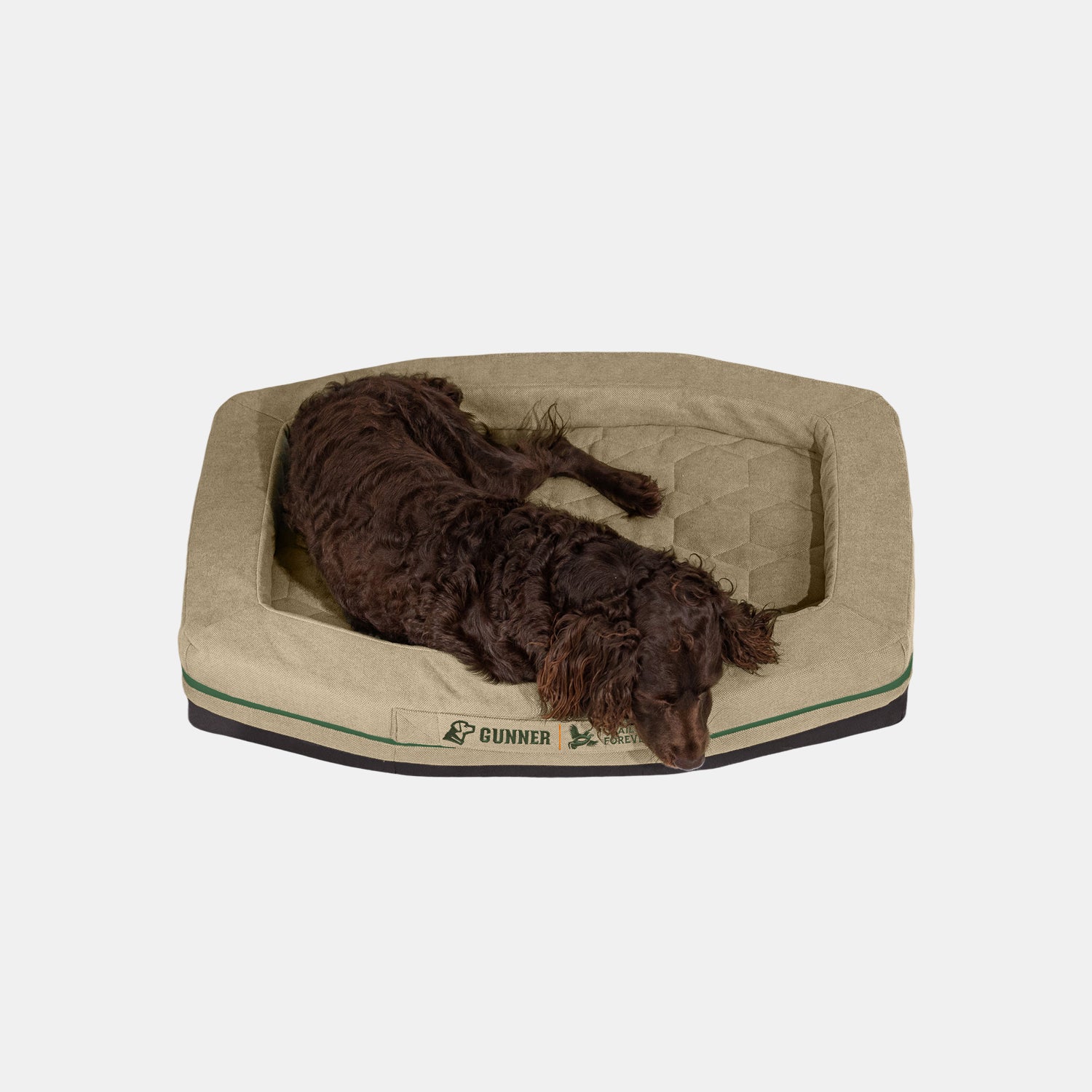 A brown dog is lying on a rectangular GUNNER HOMESTEAD DOG BED in Quail Tan, featuring raised edges and a green stripe along the side against a plain white background.