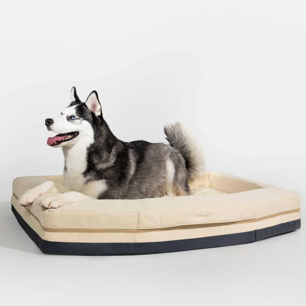 A black and white Siberian Husky relaxes on the durable, easy-to-clean GUNNER HOMESTEAD DOG BED Oak—a beige rectangular bed with raised edges—set against a plain white background.