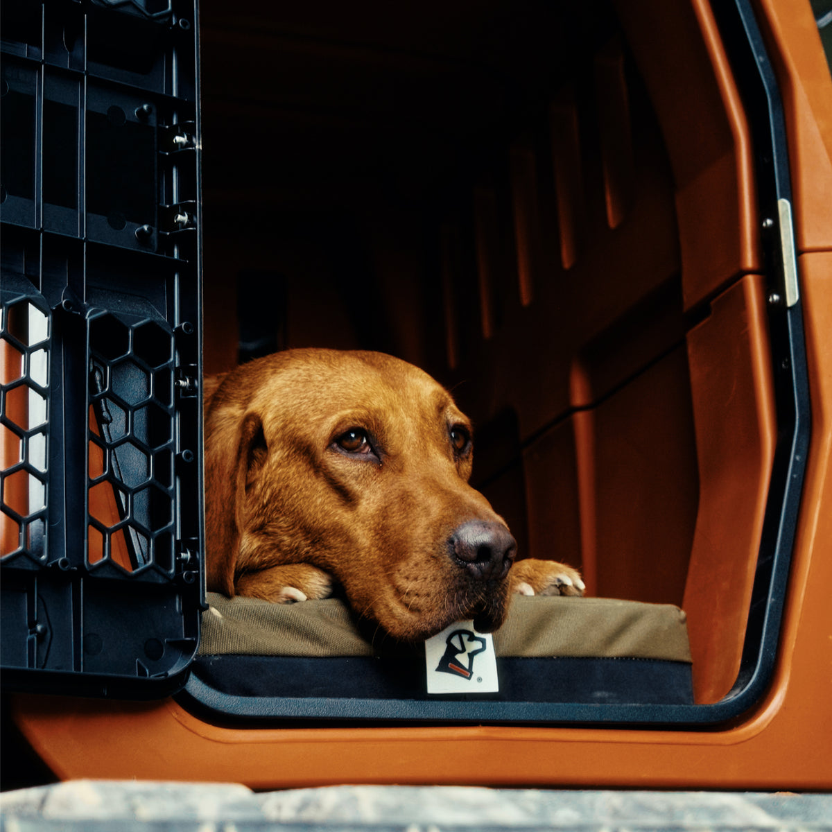 A brown dog rests its head on an Orthopedic Kennel Bed inside an open GUNNER Long Haul Bundle crate.