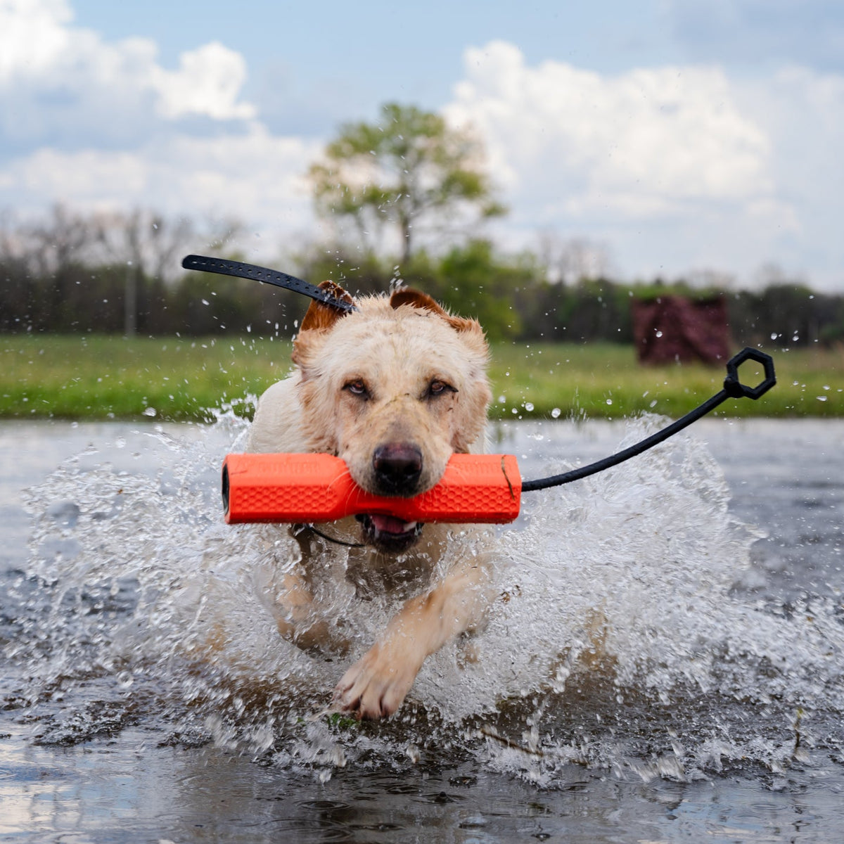 Gunners Up Dog Ramp GUNNER Dog Bumper | Premium Gundog Training Tool | Retrieving Dummies