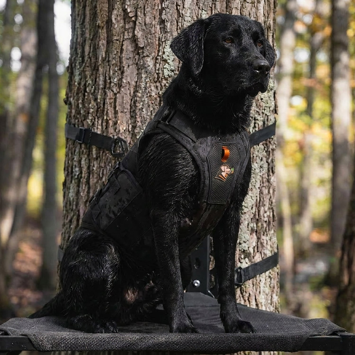 A black dog wearing the GUNNER x 2F.7 Waterfowl Dog Vest by GUNNER sits alertly on a platform in a wooded area, framed by a large tree trunk and autumn foliage in the background.