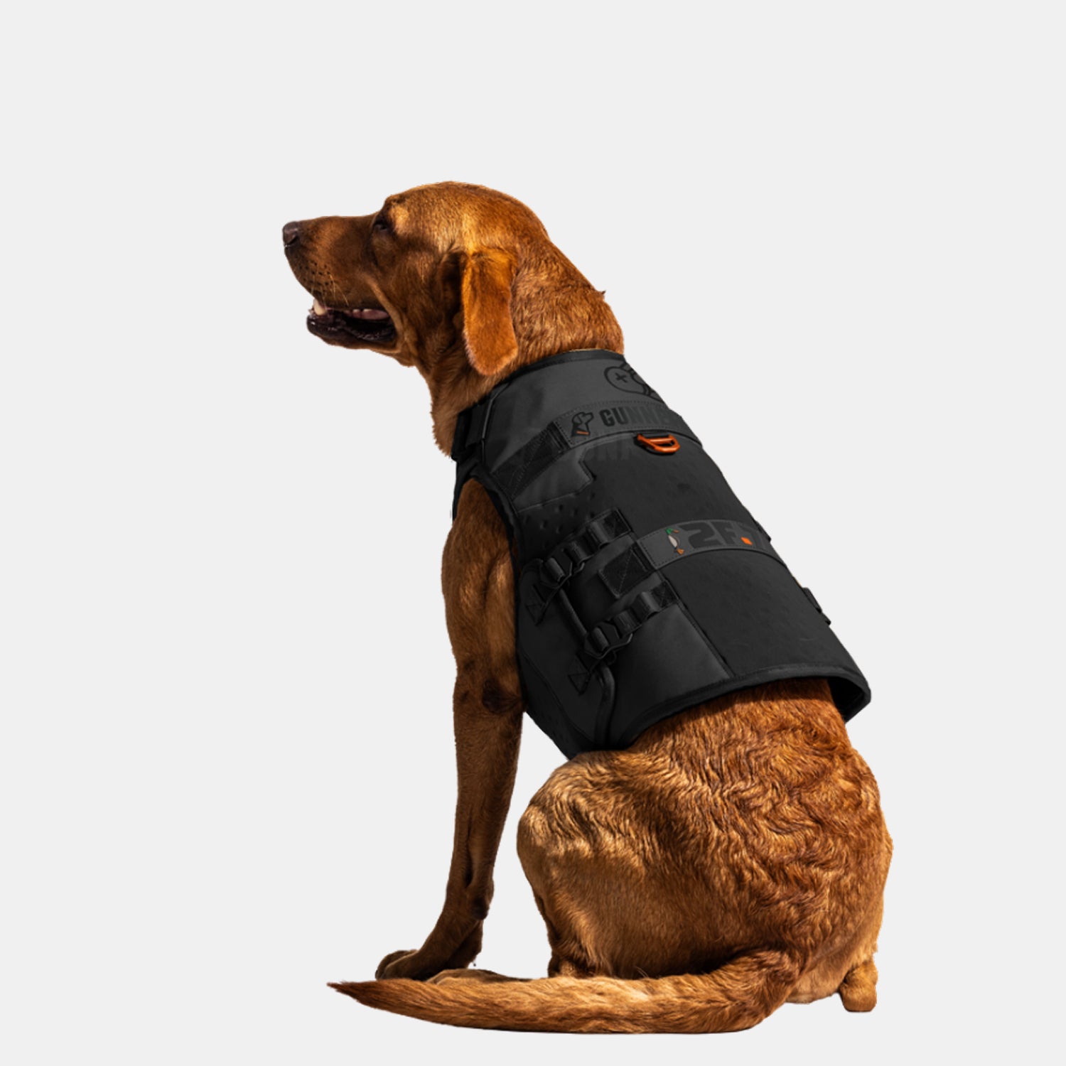 A brown dog is sitting facing left against a plain light background, wearing the GUNNER x 2F.7 Waterfowl Dog Vest by GUNNER—a black performance hunting vest with buckles and orange details.