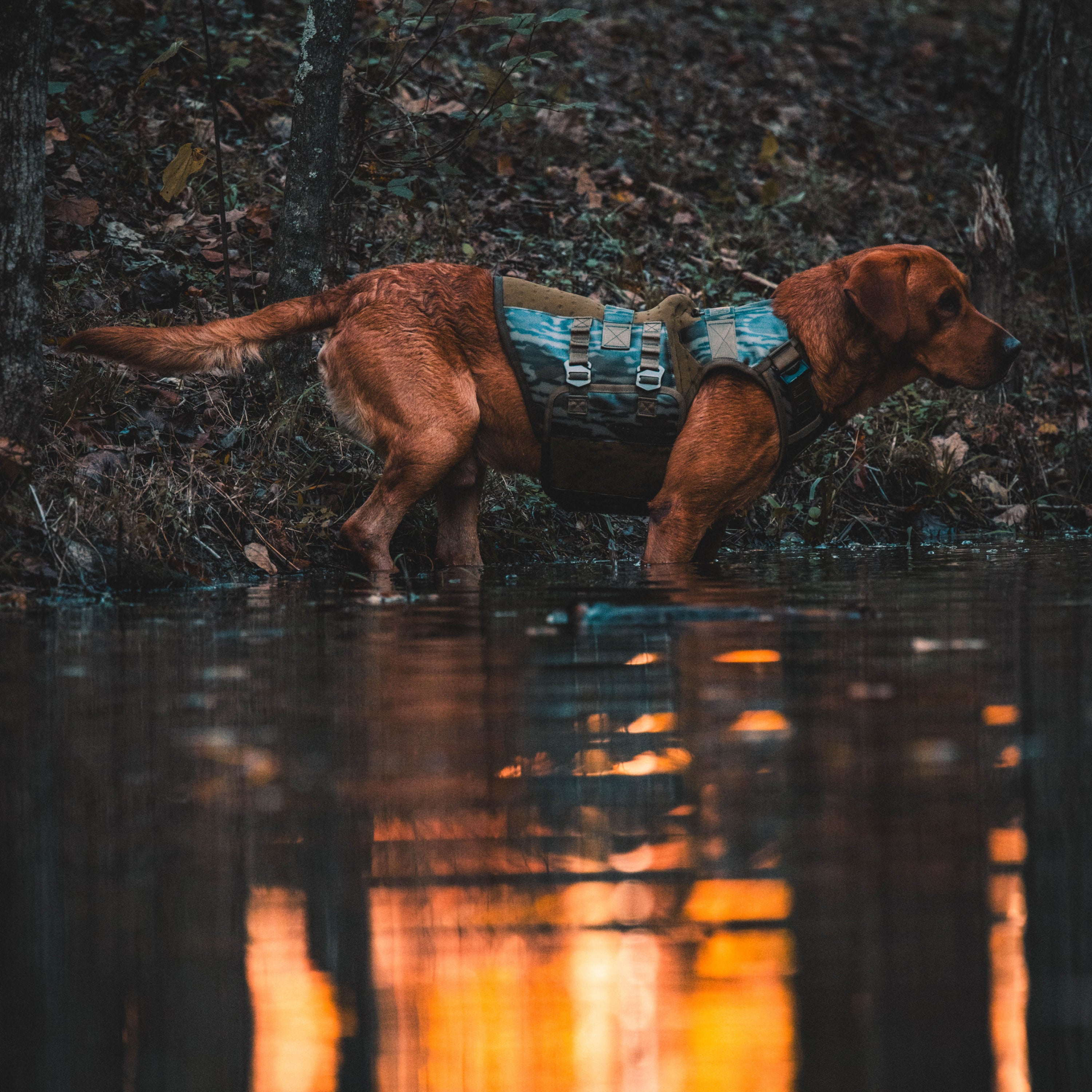 Waterfowl Dog Vest Mossy Oak Bottomland®