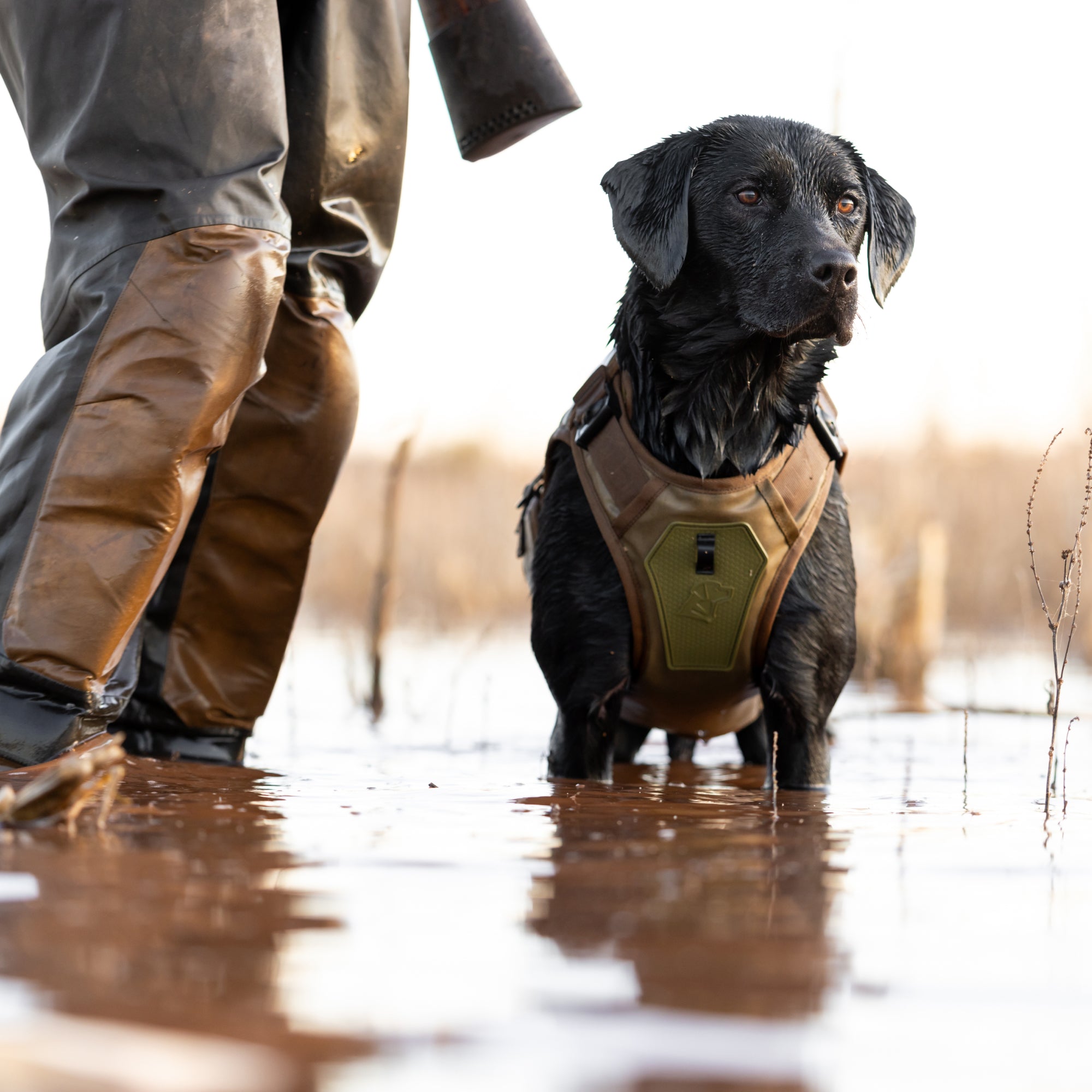 Waterfowl Dog Vest Marsh