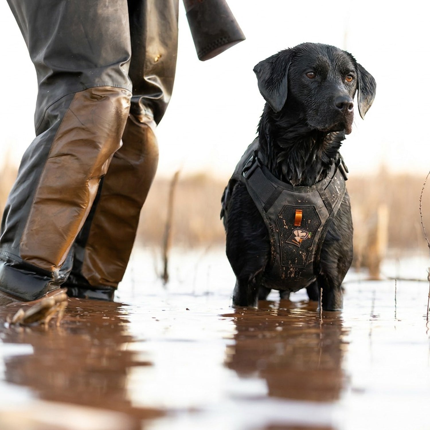 A black dog wearing the GUNNER x 2F.7 Waterfowl Dog Vest by GUNNER stands in shallow marsh water next to a person in brown waders, surrounded by a natural, outdoor environment.