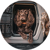 A brown dog with long ears lies inside an open dog crate, looking outward. The gray crate is partially surrounded by what appears to be straw or dried grass, and the dog wears an orange collar.