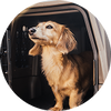 A small, light brown dog with long fur stands inside an open car door, looking upward with its ears perked up, as if ready for adventure with its outdoor gear.