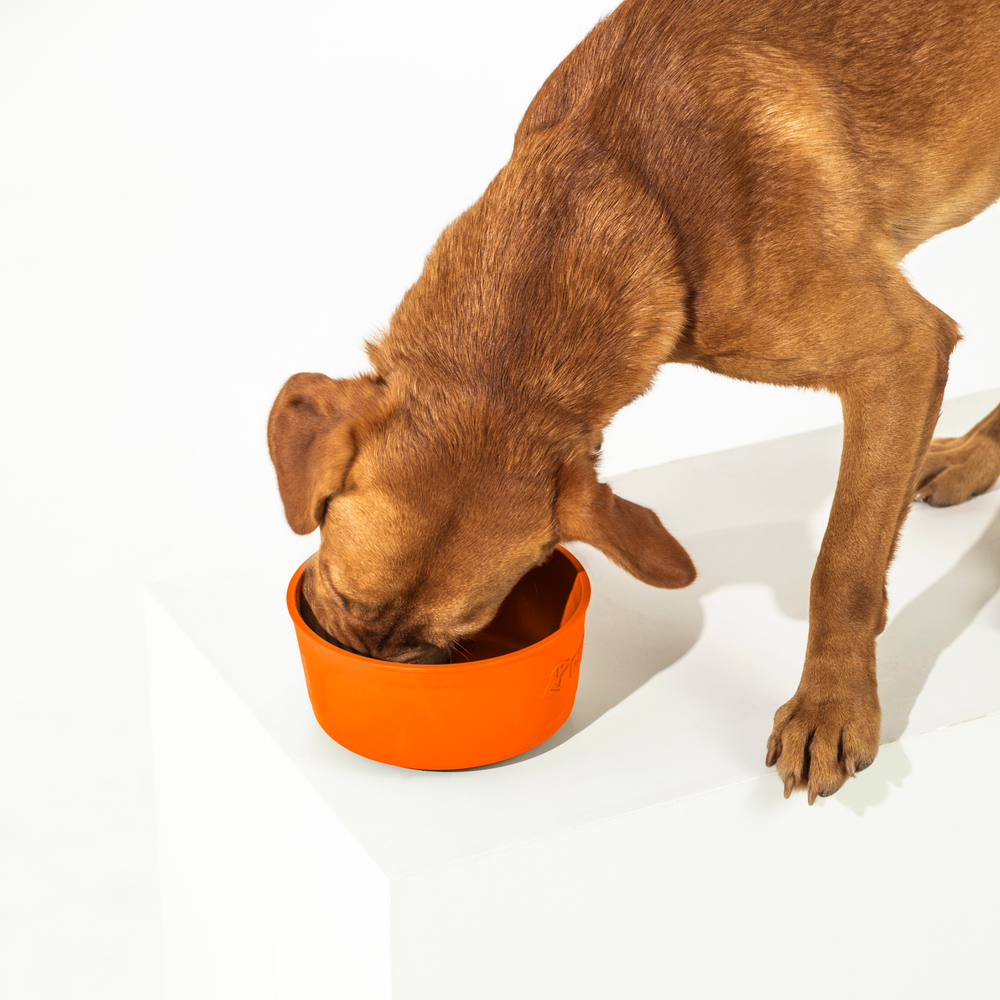 Orange dog bowl 2025