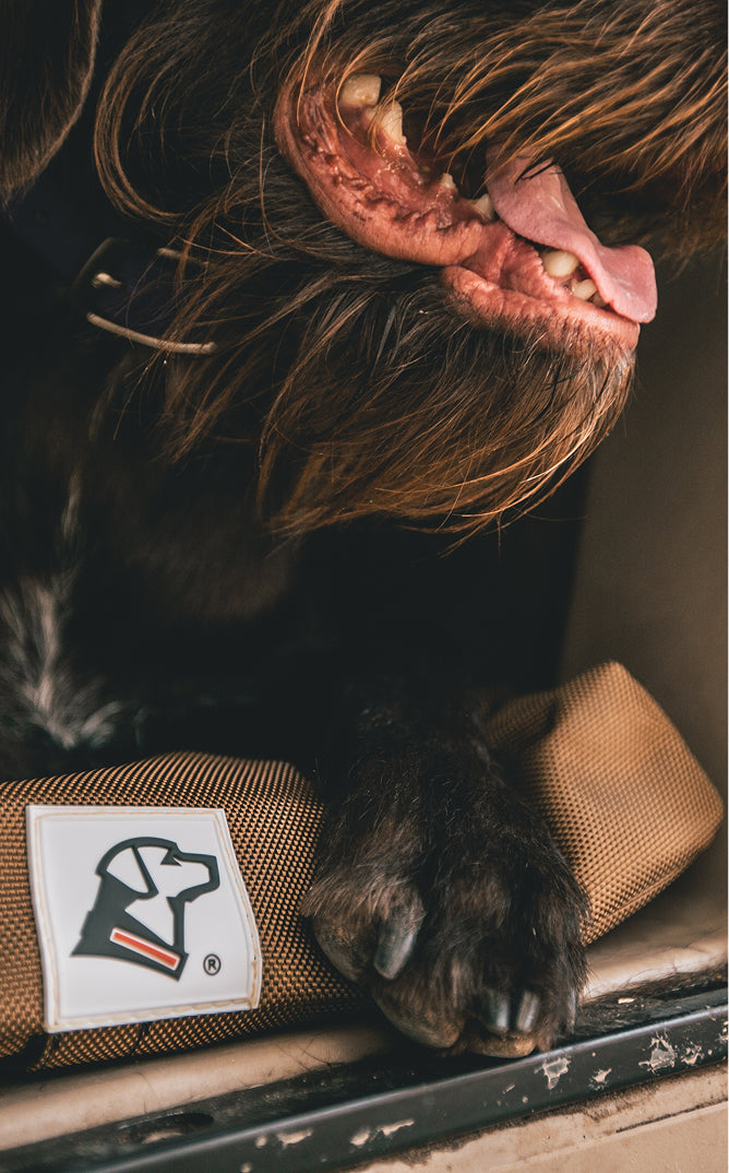Close-up of a hunting dog’s mouth and paw resting on a brown strap with a white patch showing a dog logo. The dog’s fur is dark and scruffy, and its tongue and teeth are visible.